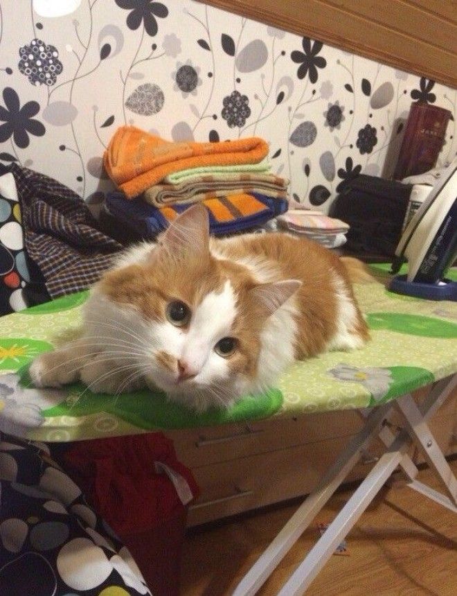 Животные тоже умеют намекать намеки прикол юмор