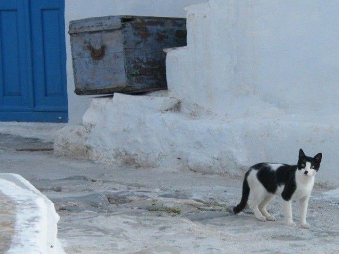 7 мест на Земле где кошки чувствуют себя как в раю