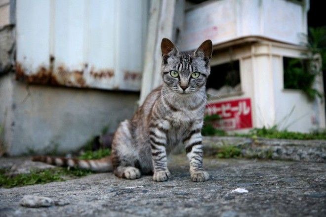 7 мест на Земле где кошки чувствуют себя как в раю
