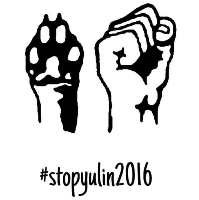 14 Фестиваль собачьего мяса Китай Фестиваль азия странность