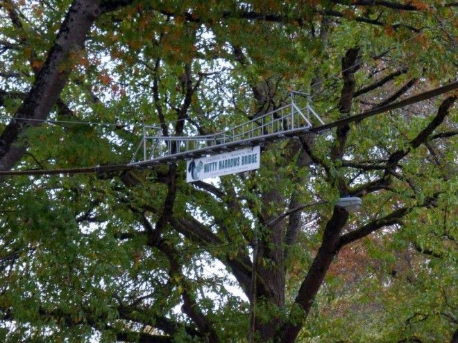 мост для животных