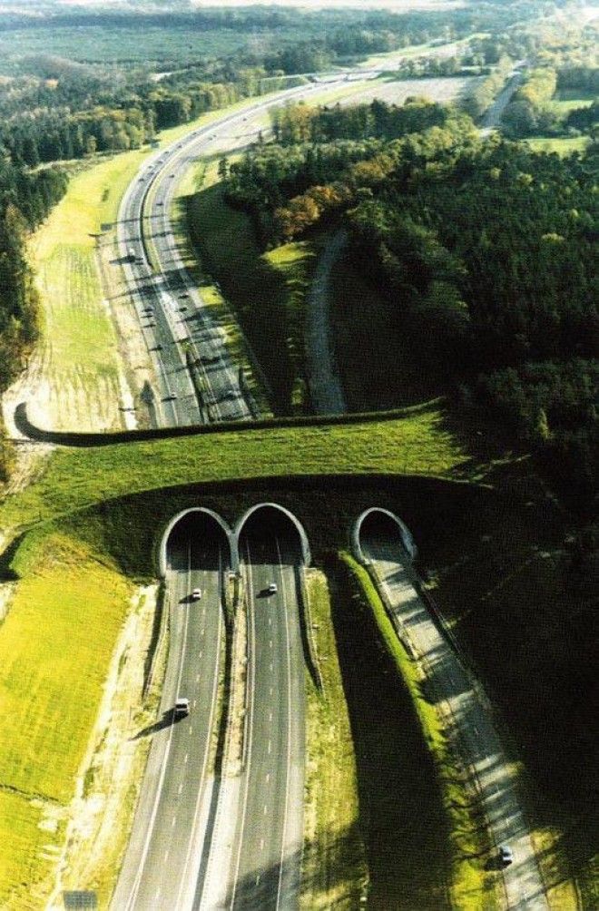 мост для животных