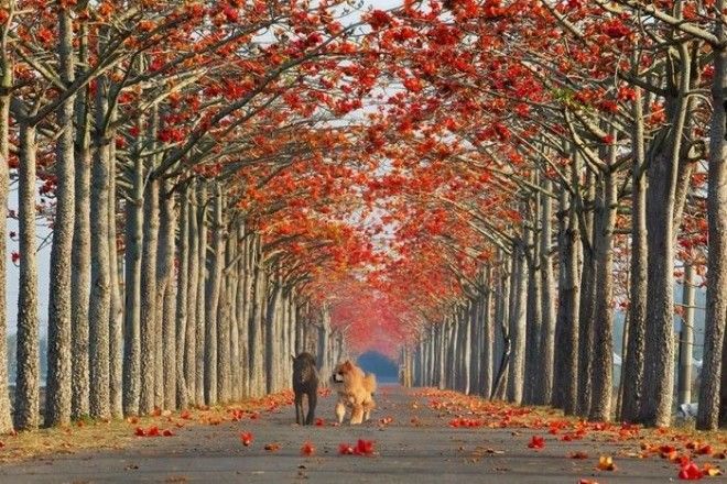 Фотограф Sue Hsu