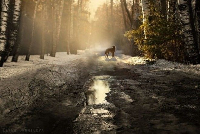 Фотограф Елена Шумилова