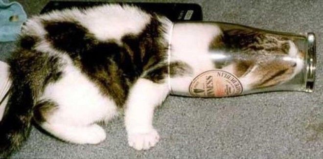 Как Лишь этот вопрос возникает в голове глядя на эти фото