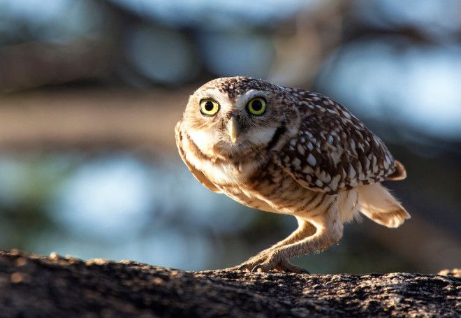 10 птиц с самыми необычными защитными механизмами защита птицы