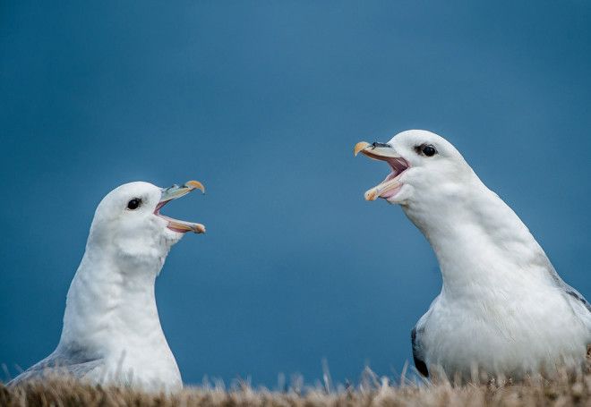 10 птиц с самыми необычными защитными механизмами защита птицы