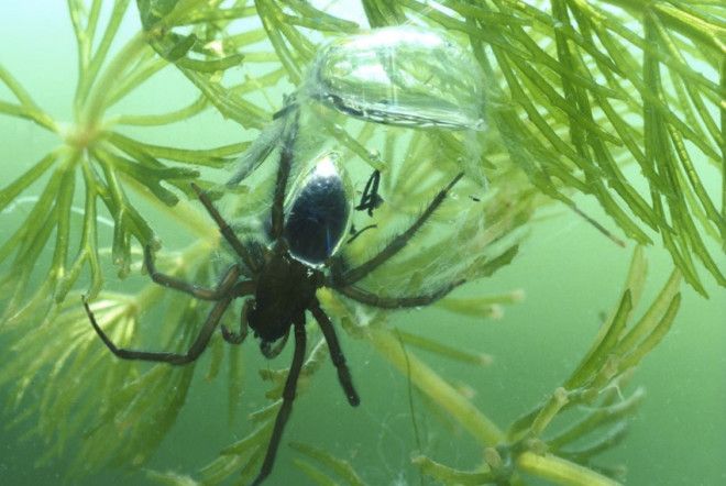 Водяной паук Если вы думаете, что пауки живут только на суше, значит вы просто еще не сталкивались с пауком-серебрянка из семейства Cybaeidae. Благодаря особенностям строения при погружении в воду воздух задерживается меджу волосками паука, позволяя ему долго оставаться под водой. Водяной паук обитает в медленно текущих и стоячих водах по всей Европе и Северной Азии.