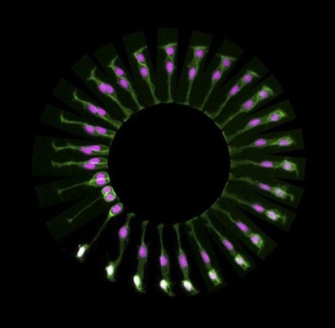 18 удивительных фото из мира науки