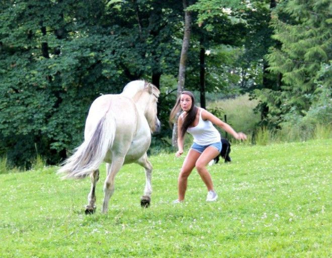 Агрессивная лошадка