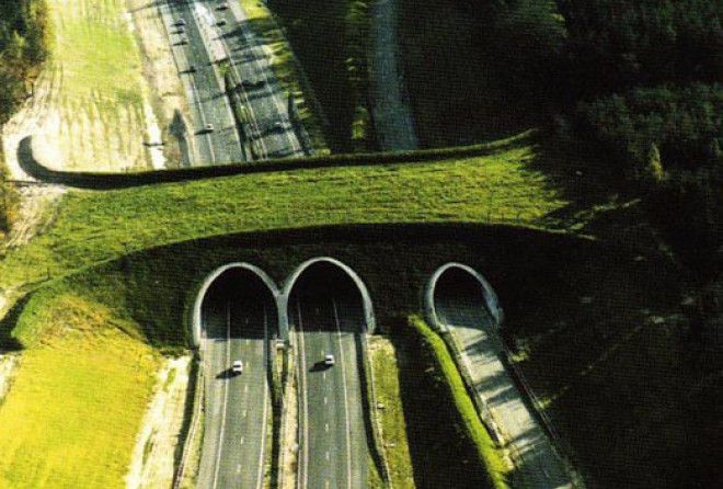 Животным нужна наша забота