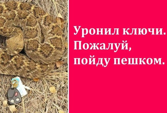 Нашим героям не то что котик черный дорогу перешел, а целая стая! :-)